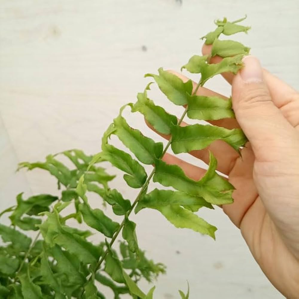 Amazon｜ネフロレピス：ビセラタ（フィッシュテールファーン） 5号吊り